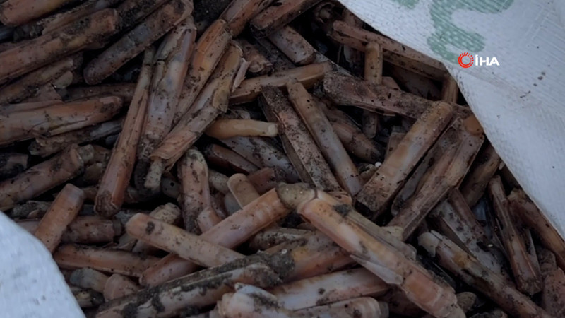 Mersin'de fırtına sonrası binlerce kargı midyesi sahile vurdu