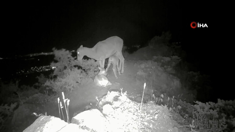 Anadolu yaban koyunu yavrularıyla görüntülendi