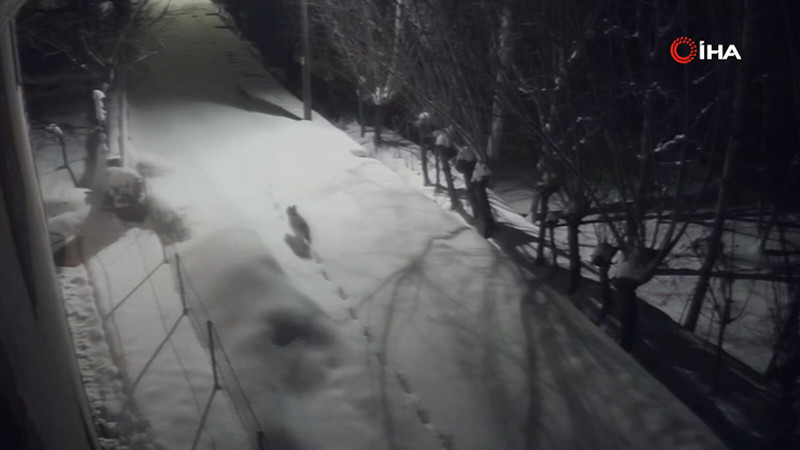 Gürün’de kurtlar mahalleye indi!