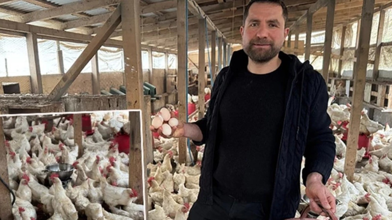 Strese giren tavukları için kümeste mısır patlatıyor