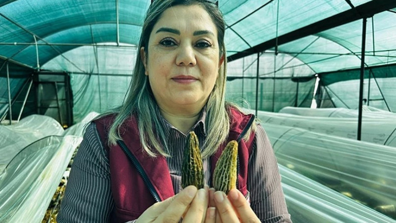 Mersin'de çiftçiler kilosu 5 bin TL'ye satılan kuzugöbeği mantarı üretimini öğrenecek