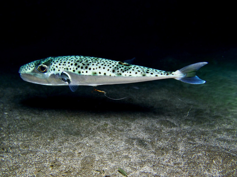 Akdeniz’de başladı, Ege ve Marmara’ya yayıldı: Zehirli balık alarmı Bugüne kadar 27 kişi hayatını kaybetti