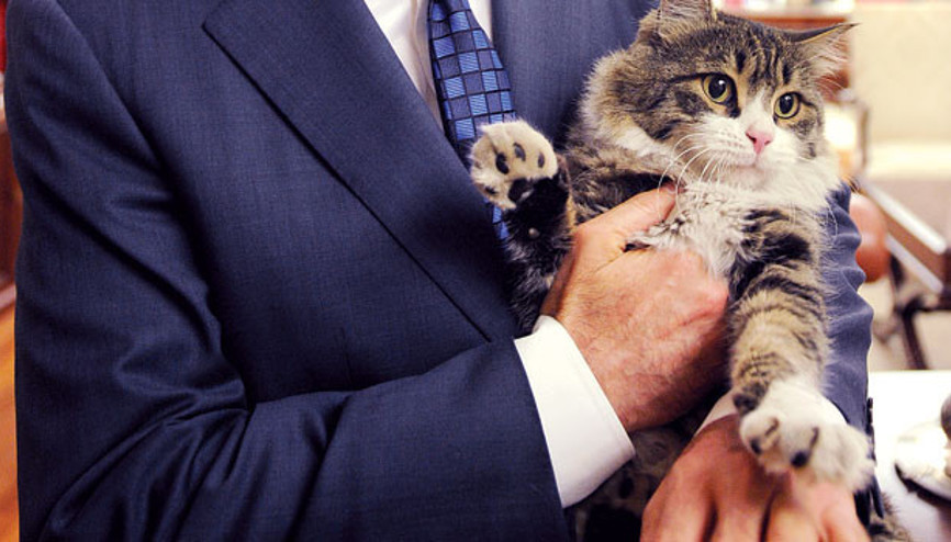 CHPnin kedisi Şerodan mesaj var