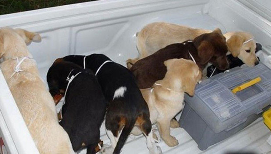 Köpek yavrularına sıvı eroin yerleştirdi ve...