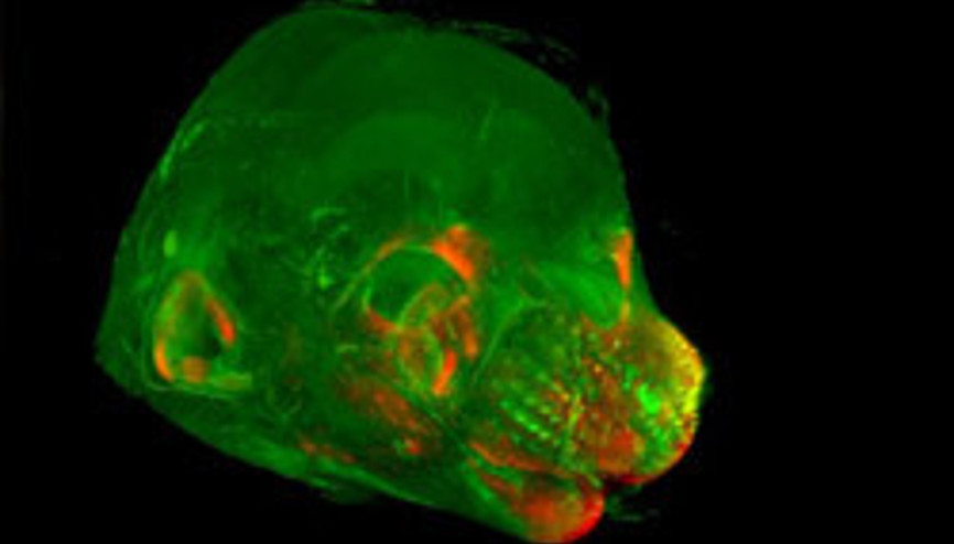 Yüz şeklini belirleyen genlerin gizemi çözülüyor