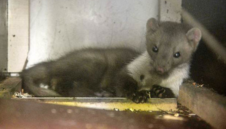 Tavuklarını öldüren sansarı yakalayıp teslim etti