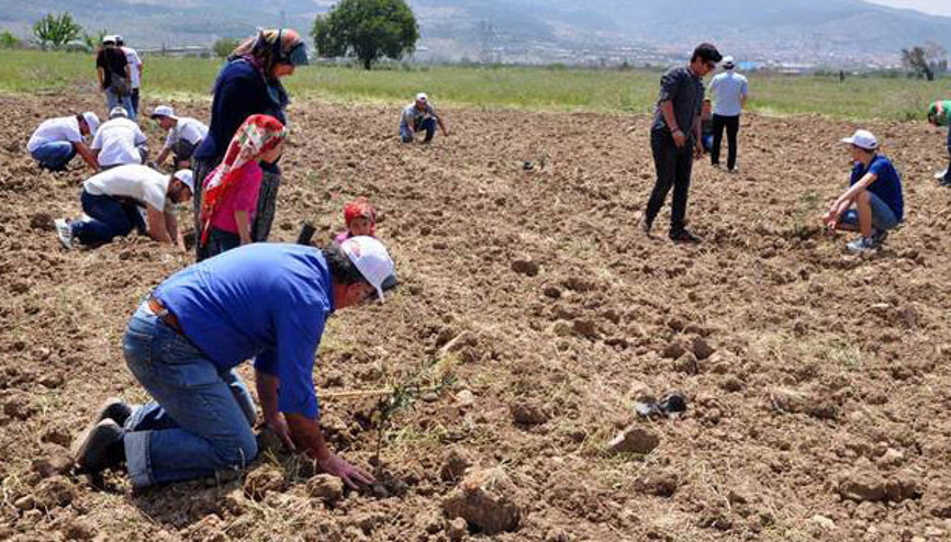 Yırca’da sökülen zeytinlerin yerine yenileri dikiliyor