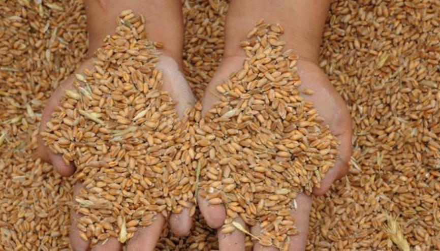 Buğday üretiminde iyimser beklenti