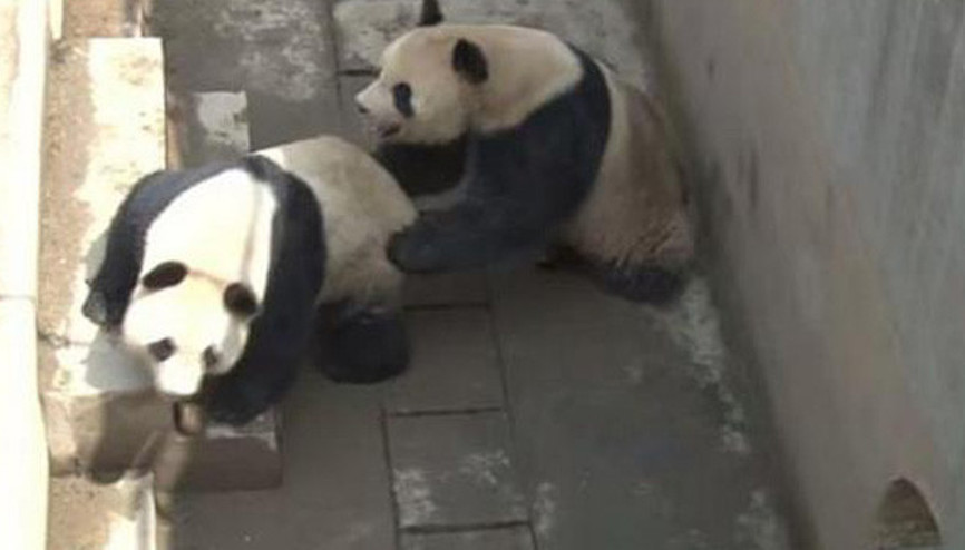 Panda Lu Lu bir rekor daha kırdı
