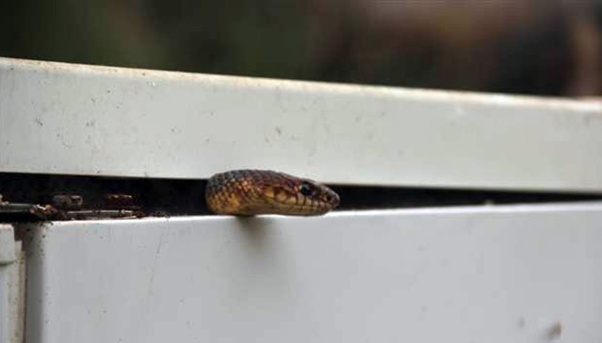 Buzdolabına giren yılanı yetkili servis çıkardı