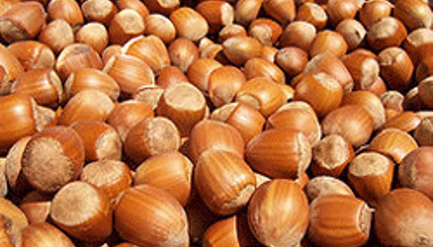 Fındık fiyatları 6 lirayı aşacak