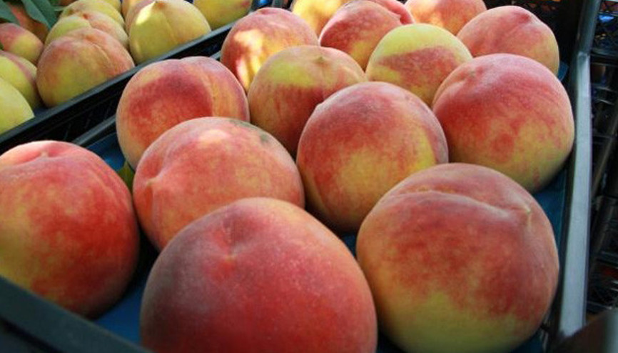 Bursa şeftalisine don ve kırağı tehdidi