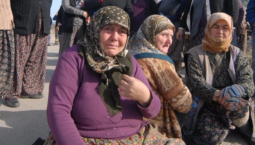 6 bin zeytin ağacı kesildi, Danıştay yürütmeyi durdurdu