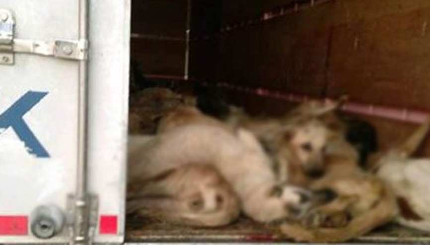 TIRda köpek katliamında yeni gelişme TIRda köpek katliamında yeni gelişme