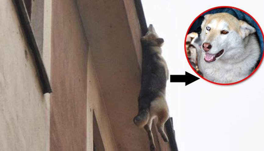 Terasta zincirle asılı kalan köpek son anda kurtarıldı