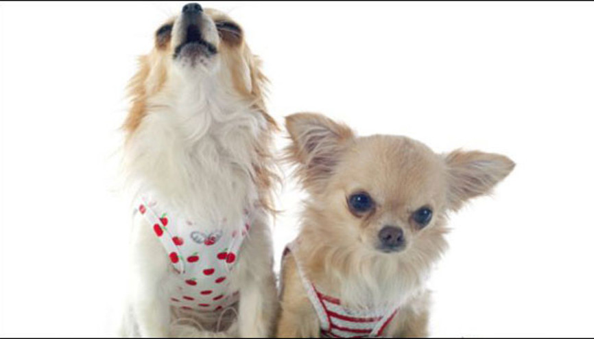 İtalyada köpeklere havlama yasağı