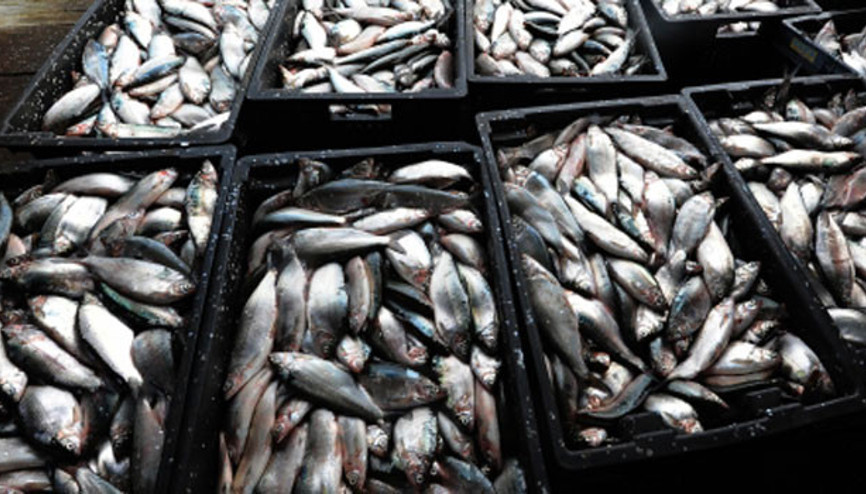 Dondurulmuş balık yüklü konteynerde kokain yakalandı