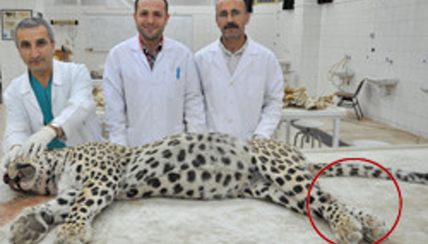 O leoparın daha önce de tabancayla vurulduğu ortaya çıktı