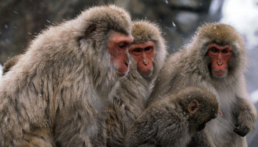 Herkes o maymunları arıyor