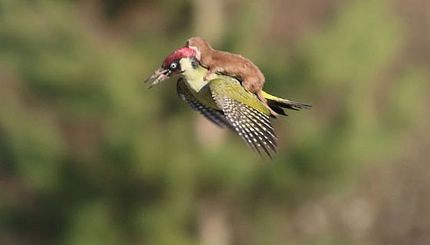 Ağaçkakanla gezintiye çıkan gelincik