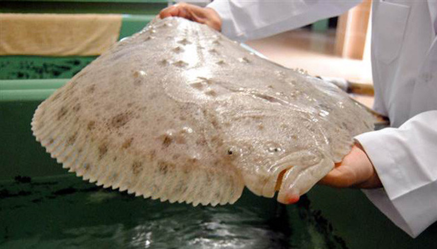 Kalkan balığı için çok önemli bir çalışma
