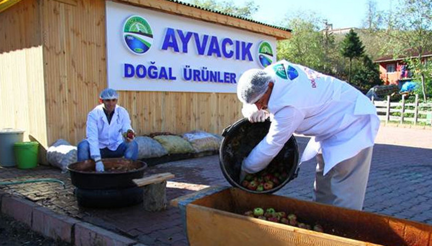 Ormandaki elmalar doğal pekmeze dönüşüyor