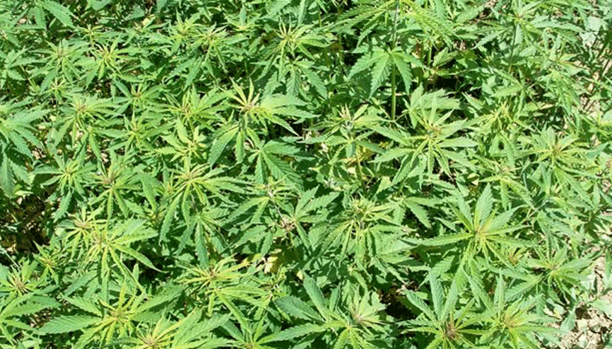Obama: Marihuana alkolden daha kötü değil