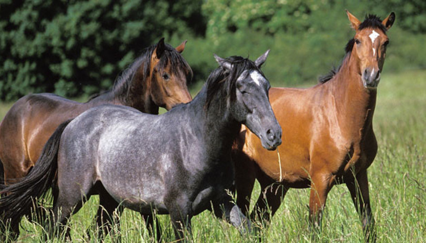 CHPli Başkan: At Saray yapılıyor