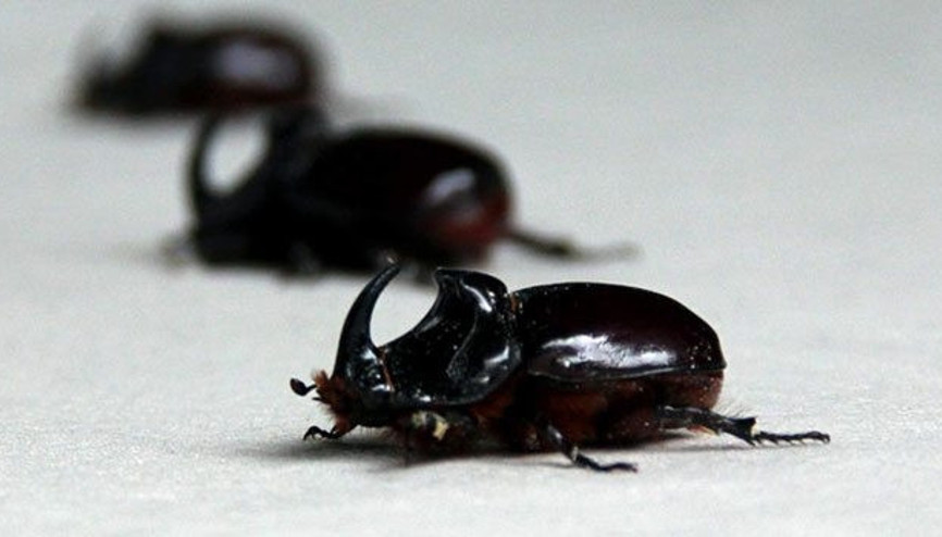 Bakanlıktan Gergedan böceği açıklaması: Parasal bir değeri yok