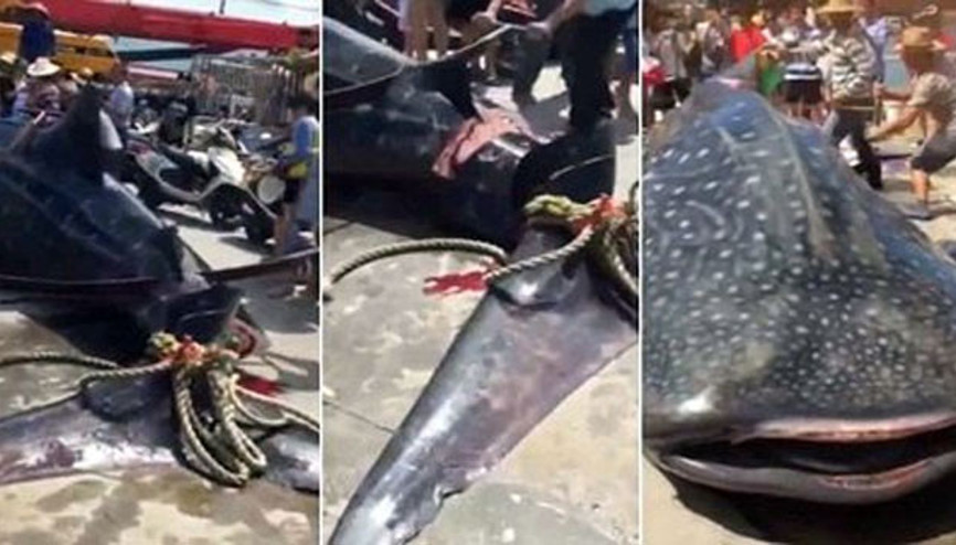Balık pazarında balina köpekbalığını canlı canlı kestiler
