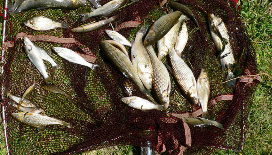 Sularımızdaki yeni tehlike: İsrail sazanı