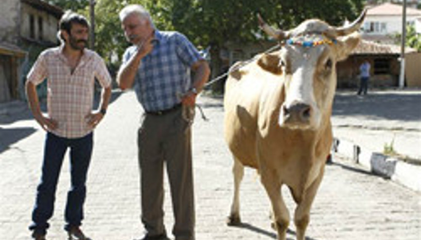 Başrollerde Sarı İnek