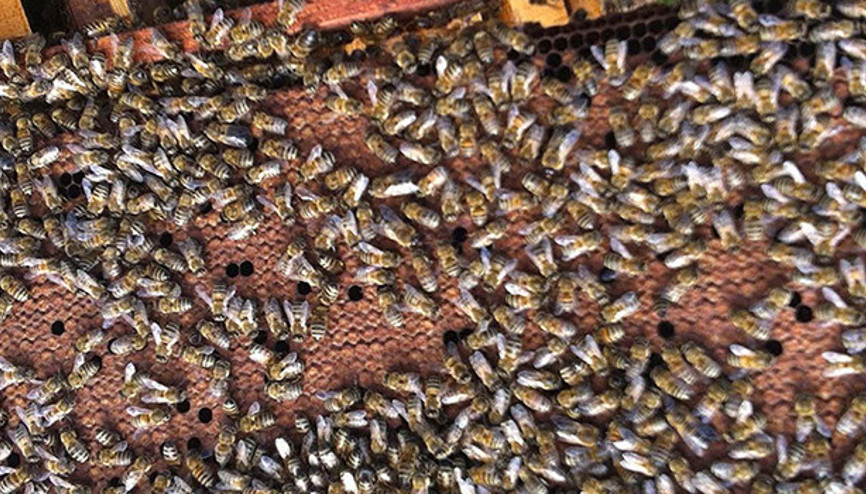 Milyonlarca bal arısı telef oldu, nedeni ise... Milyonlarca bal arısı telef oldu, nedeni ise...