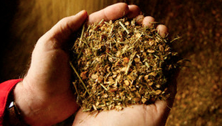 Yulaf üretimi artıyor