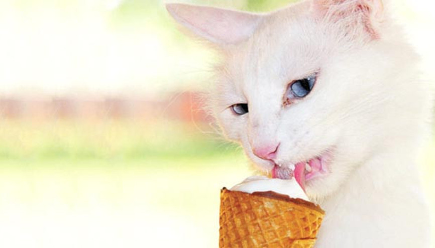 Ayılana gazoz kedilere dondurma