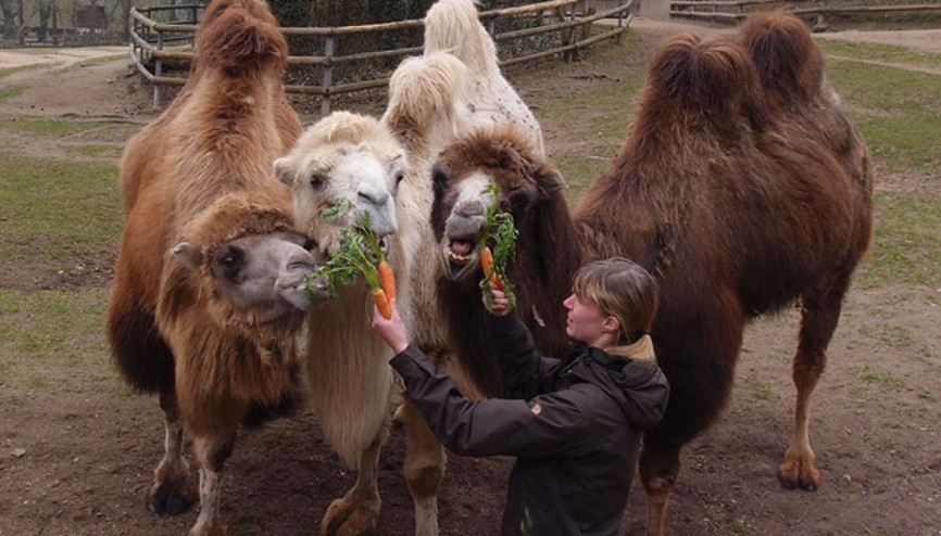 Nürnberg Hayvanat Bahçesi’nde bahar bayramı hazırlığı