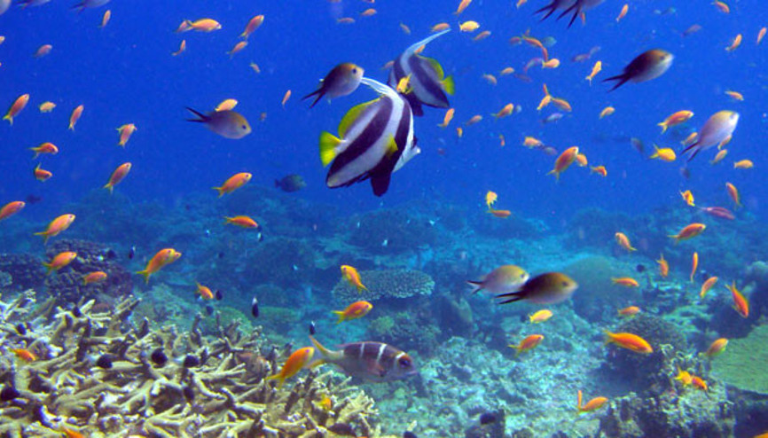 Denizlerdeki canlı nüfusu yarıya indi