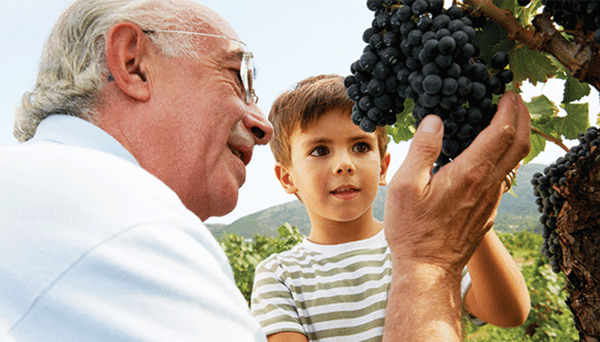Nerede o eski bağbozumları