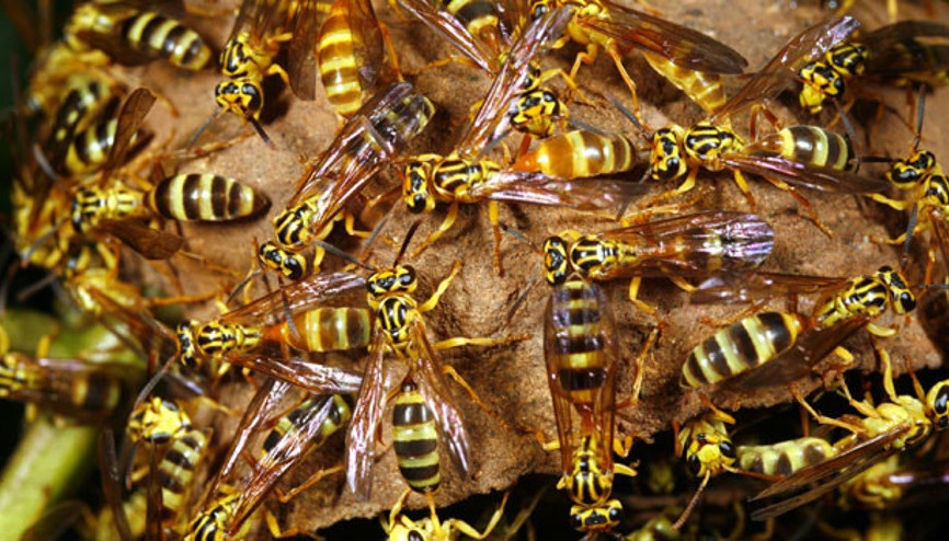 Eşek arısı zehri ilaç haline gelirse kansere umut olabilir