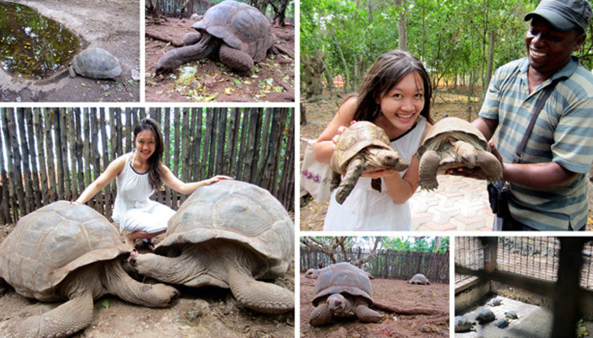 Yüz yıllık kaplumbağalarıyla bir mucize ada: Zanzibar