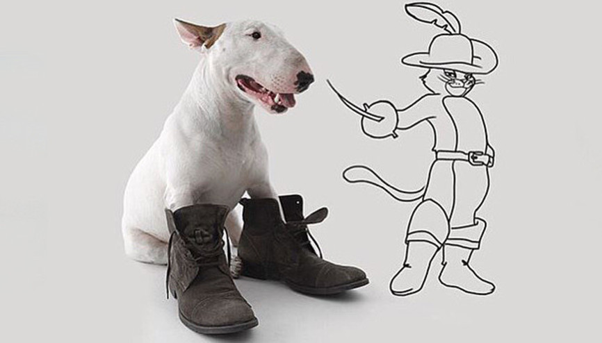 Bir köpeğin fenomen olma hikâyesi