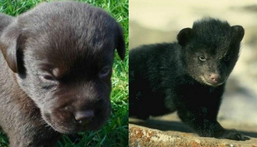 İki yıl köpek sanıp besledi