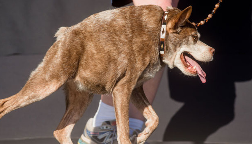 Dünyanın En Çirkin Köpeği Quasi Modo oldu