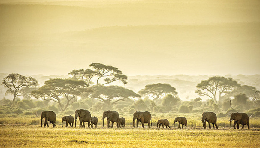 Tanzanya’da ‘Büyük Göç’ün izini sürdük