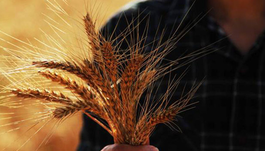 Türkiye buğday üretimi 4,25 milyon ton artacak