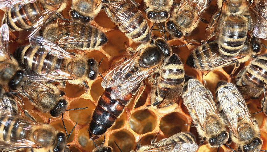 Türkiyede bulunan çömlekler insan-arı ilişkisinin tarihini değiştirdi Türkiyede bulunan çömlekler insan-arı ilişkisinin tarihini değiştirdi