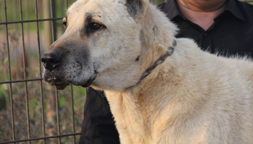 Karabaş ve Akbaş ABD yolcusu