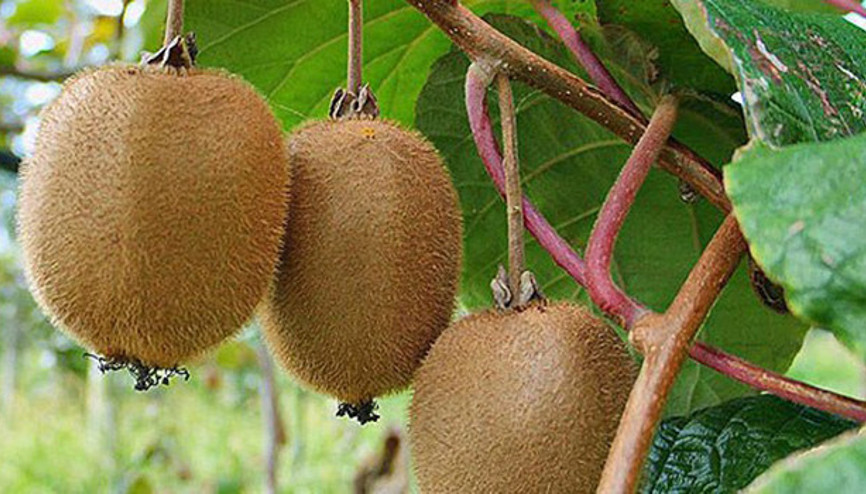 Karadenizli üreticilere ek gelir sağlıyor