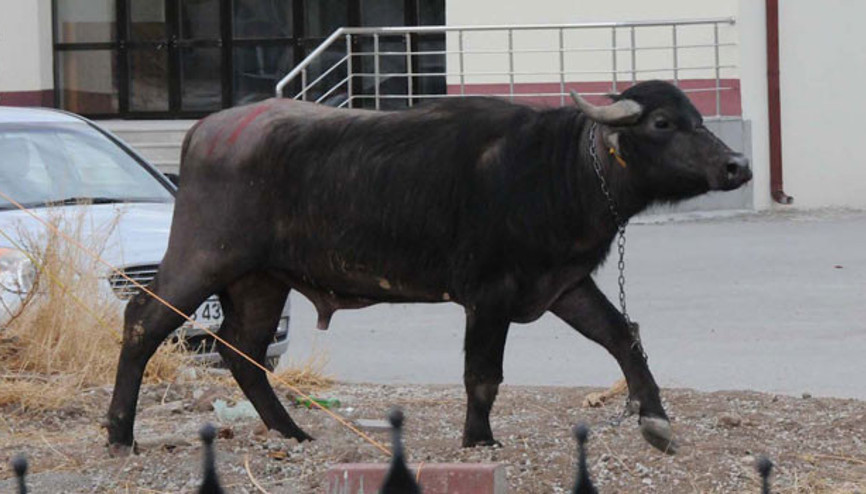 Kaçan kurbanlık boğa 56 gün sonra yakalandı