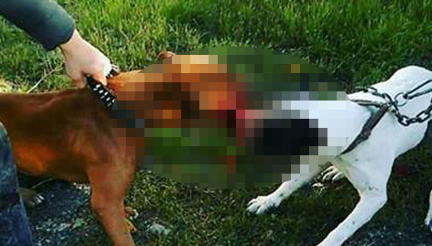 Kedi ve köpeklere Pitbulllu işkenceye rekor ceza